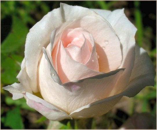 'Pink Chiffon (floribunda, Boerner 1956)' rose photo