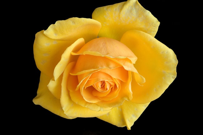 'Olympic Gold (grandiflora, Carruth 1997)' rose photo