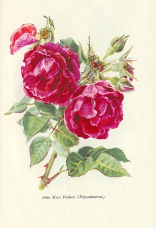 'Anne Mette Poulsen' rose photo