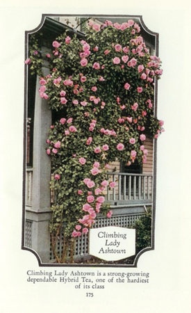 'Lady Ashtown, Cl.' rose photo