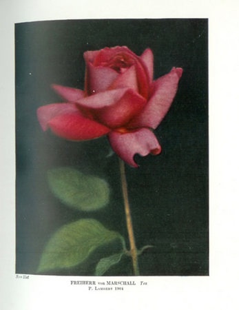 'Freiherr von Marschall' rose photo