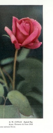 'C.W. Cowan' rose photo