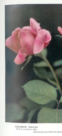 'Elizabeth (hybrid tea, Cant, 1911)' rose photo