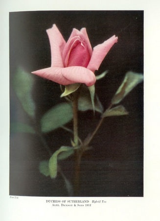 'Duchess of Sutherland (hybrid tea, Dickson, 1912)' rose photo