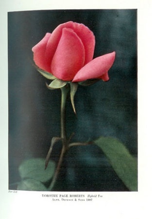 'Dorothy Page Roberts' rose photo
