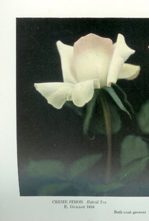 'Creme Simon' rose photo
