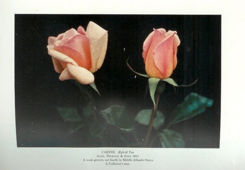 'Carine' rose photo