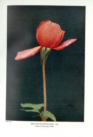'Beauté Inconstante (tea, Pernet-Ducher, 1887)' rose photo
