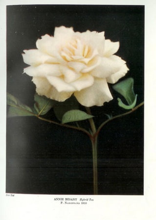 'Annie Besant' rose photo