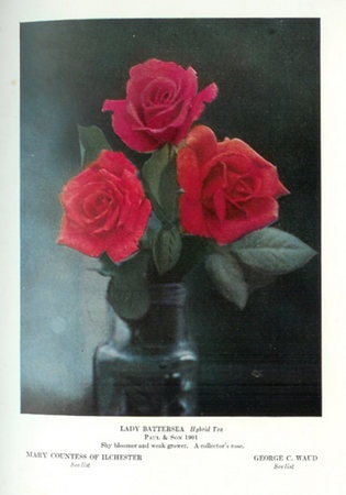 'Lady Battersea' rose photo