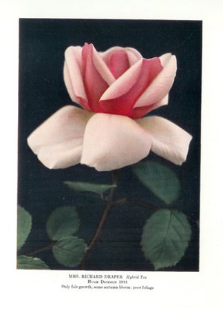 'Mrs. Richard Draper' rose photo