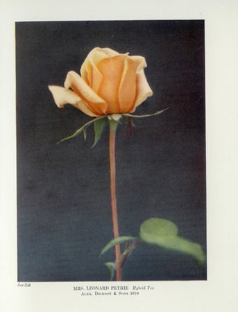 'Mrs. Leonard Petrie' rose photo