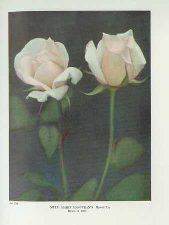 'Mademoiselle Marie Mascuraud' rose photo