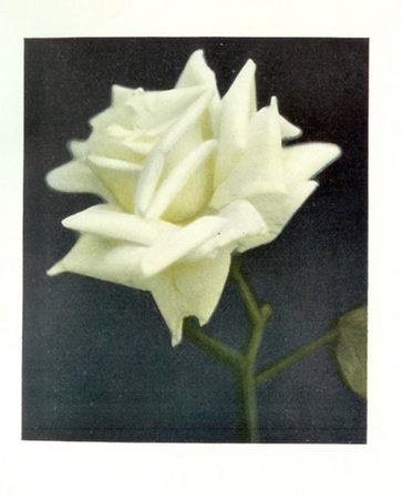 'Kaiserin Auguste Viktoria, Cl.' rose photo