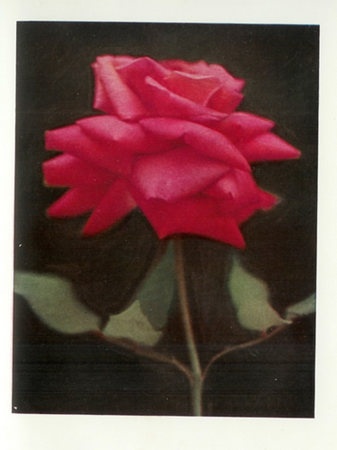 'Laurent Carle (hybrid tea, Pernet-Ducher 1907)' rose photo