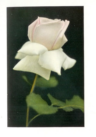 'Ellen Wilmot (hybrid tea, Bernaix, 1898)' rose photo