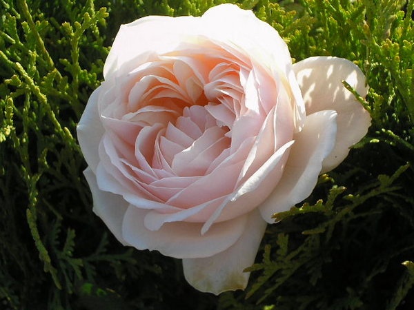 'Madame Figaro ®' rose photo