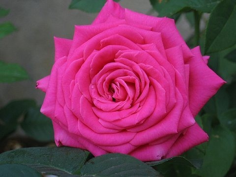 'Peter Mayle ™' rose photo
