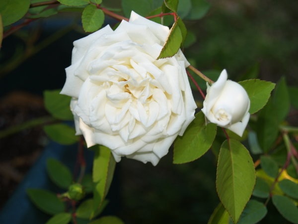 'Ducher' rose photo