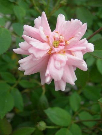 'Baby Cécile Brunner' rose photo