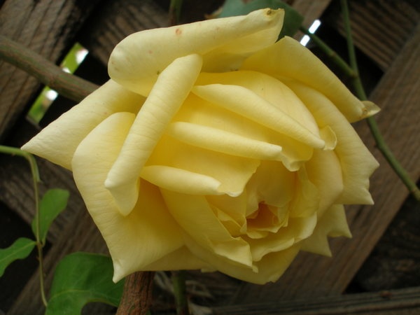 'Maréchal Niel (tea noisette, Castel 1857)' rose photo