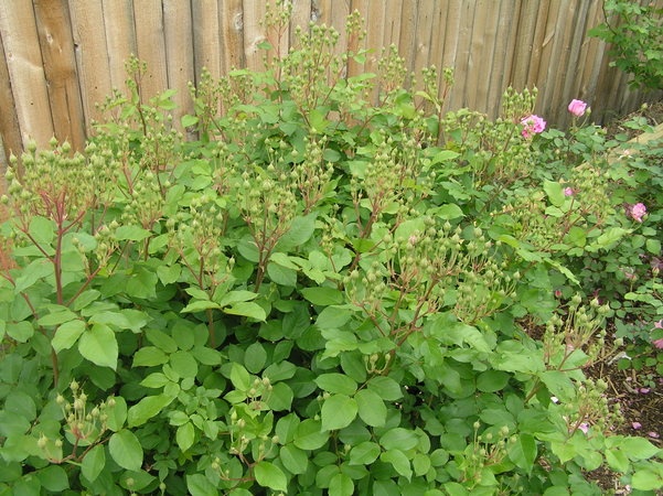 'Blush Noisette' rose photo