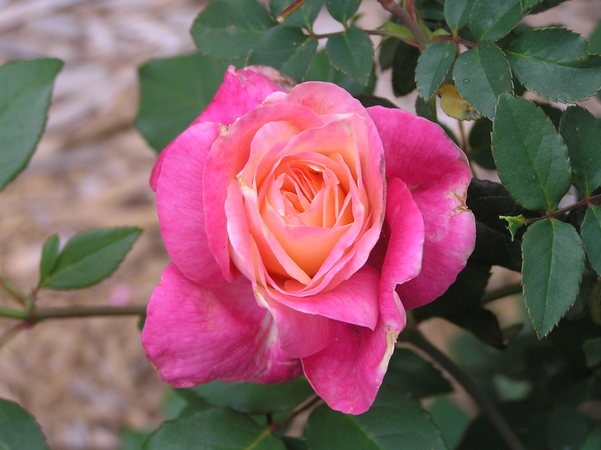 'Rosette Delizy' rose photo