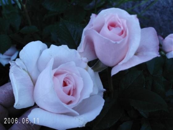 'Chorale' rose photo