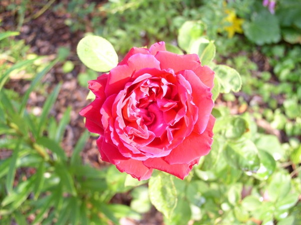 'Duke of Edinburgh (hybrid perpetual, Paul, 1868)' rose photo