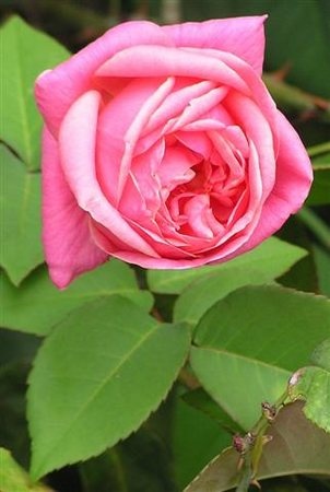 'Lorraine Lee' rose photo