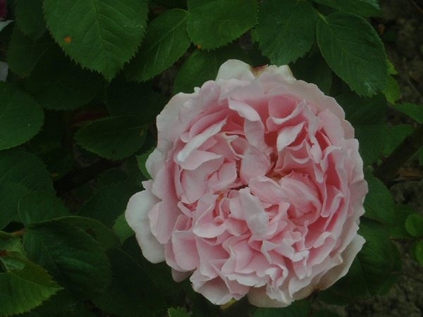 'Madame Ancelot' rose photo
