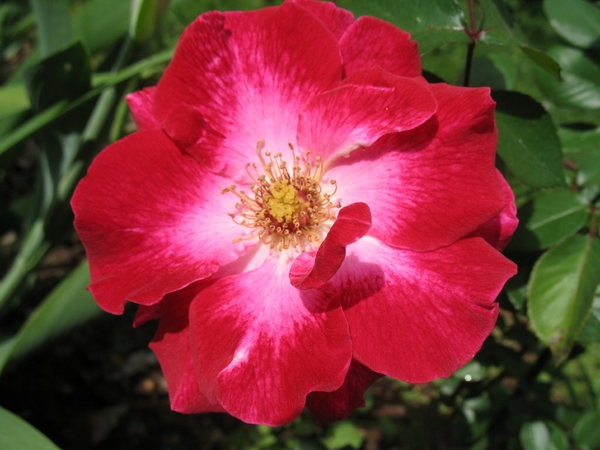 'Priscilla Burton ®' rose photo