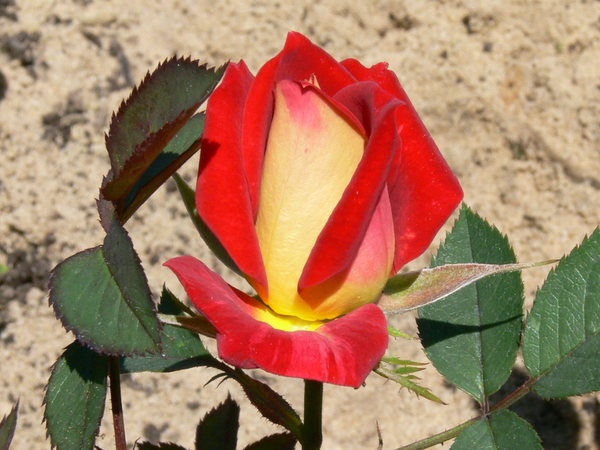 'Glowing Amber ™' rose photo