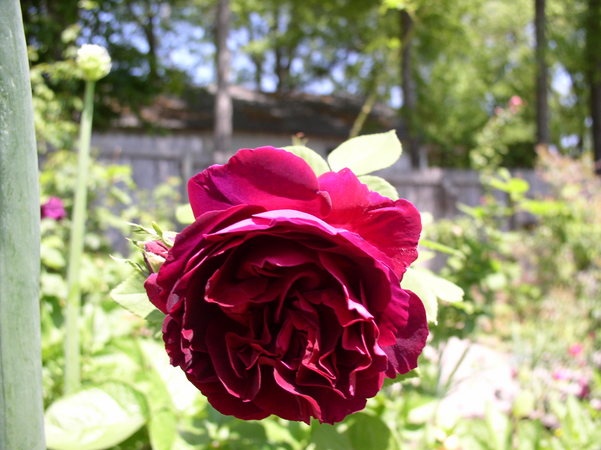 'Black Prince (hybrid perpetual, Paul, 1865)' rose photo