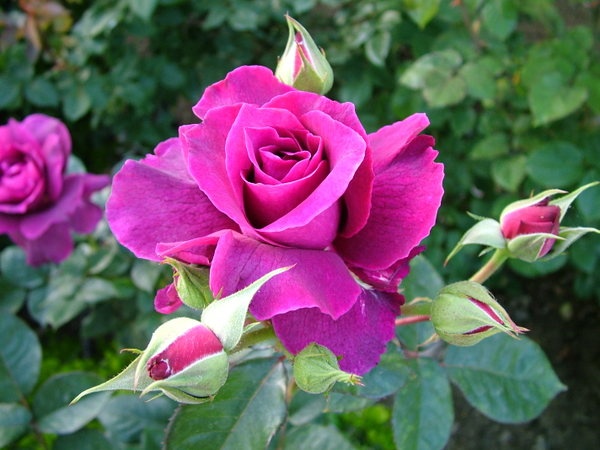 'Intrigue (floribunda, Warriner 1982)' rose photo