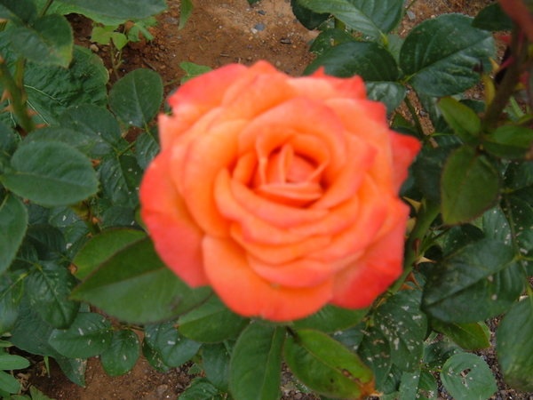 'Arizona (grandiflora, Swim & Weeks, 1973)' rose photo