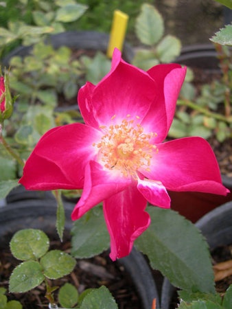 'DORXLB' rose photo