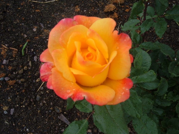 'Rio Samba ™' rose, click to enlarge 'Rio Samba ™' rose photo