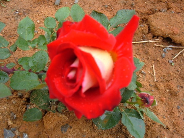 'Rosie O'Donnell' rose photo