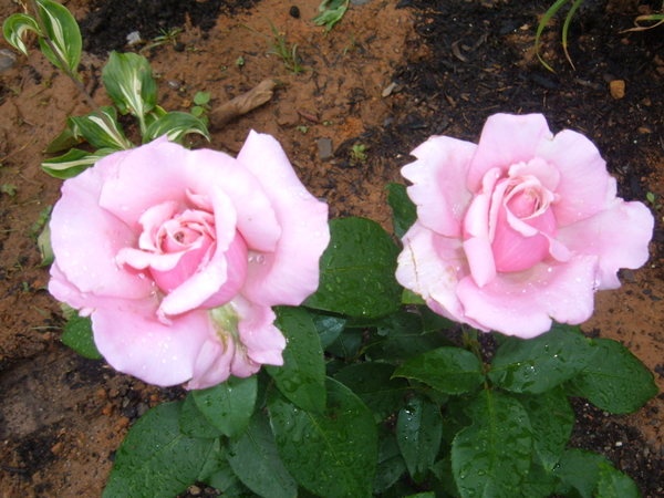 'Memorial Day ™' rose photo