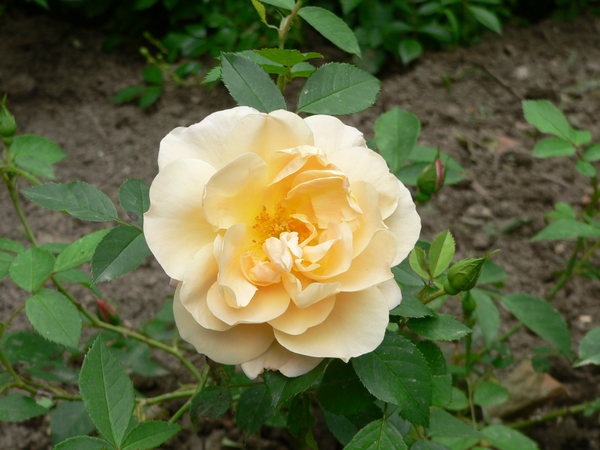 'Goldbusch' rose photo