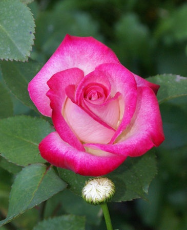 'Charismatic ™' rose photo