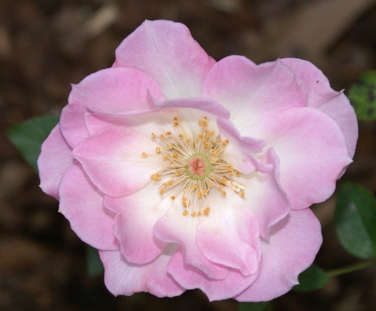 'Jennifer (miniature, Benardella, 1985)' rose photo