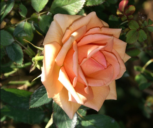 'Michel Cholet ™' rose photo