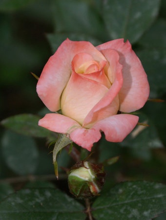 'X-Rated' rose photo