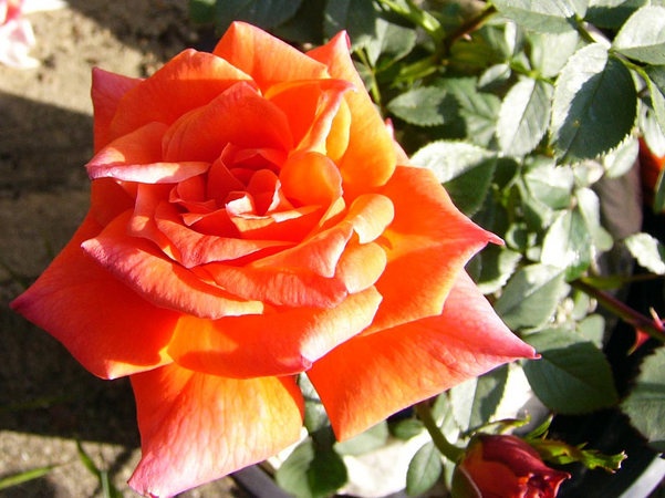 'Bloomsday' rose photo