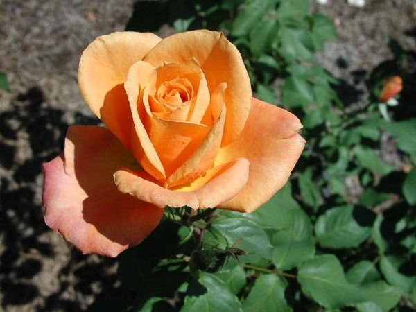 'Magic Lantern' rose photo