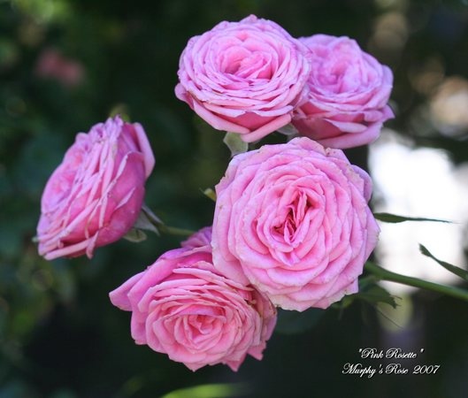 'Pink Rosette' rose photo
