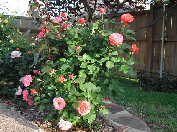 'Tuscan Sun ™' rose, click to enlarge 'Tuscan Sun ™' rose photo