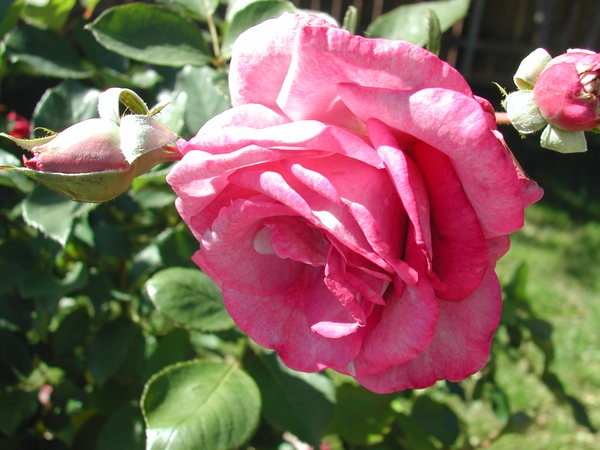 'Melody Perfume' rose photo